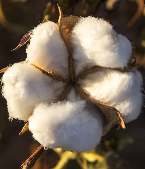 Cotton Painting, Texas Decor, Afternoon Light, Short Plants, Texas Photography, Cotton Boll, Cotton Fields, Cotton Plant, West Texas