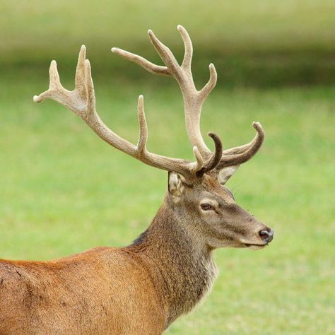 A red deer today. Dear Antlers, Tinkerbell Characters, Crown Painting, Reference Photos For Artists, Fallow Deer, Deer Painting, Elk Antlers, Roe Deer, Mule Deer