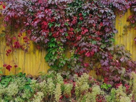 Virginia Creeper Trellis, Virginia Creeper Fence, Creeper Plants, Virginia Creeper Vine, Parthenocissus Quinquefolia, Creepers Plants, Fast Growing Vines, Colonial Garden, Deer Resistant Perennials