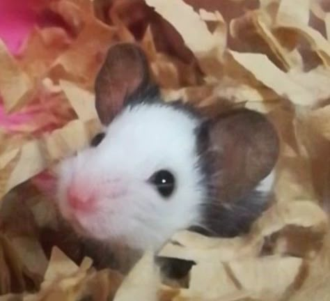 panda mouse Komachi Mouse Pictures Cute, Cute Mouse Aesthetic, Pet Mouse Aesthetic, Mouse Aesthetic, Mice Cute, Mouse Pet, Fancy Mouse, Pet Mouse, Mouse Cute