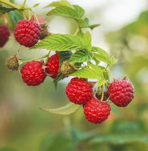 Strawberry Seeds, Plants Under Trees, Raspberry Plants, Strawberry Seed, Wild Strawberry, Wild Strawberries, Growing Fruit, Fruit Plants, Fruit And Veg