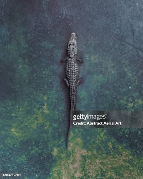 Crocodile Pictures, Crocodile Tattoo, Trouble In Paradise, Panama City Florida, Saltwater Crocodile, Big Scary, Aerial Arts, Drone Pilot, Cool Wallpapers Art