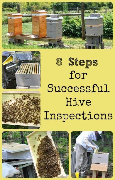 Backyard Beehive, Making Honey, Bee Farming, All About Bees, Bee Hive Plans, Keeping Bees, Backyard Bee, Raising Bees, Beekeeping For Beginners