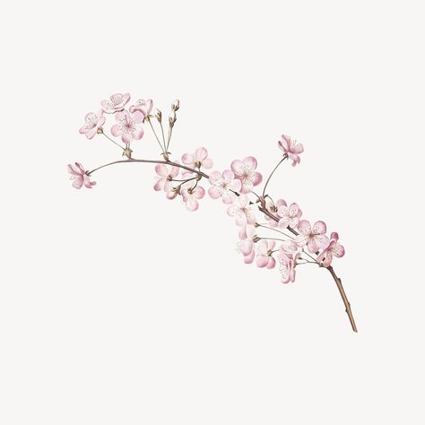 Pink cherry blossom branch collage element psd | premium image by rawpixel.com Cherry Blossom Icon, Cherry Blossom Png, Cherry Blossom Illustration, Cherry Blossom Branches, Cherry Blossoms Illustration, Tattoo Apprenticeship, Background References, Blossom Branch, Iphone Theme