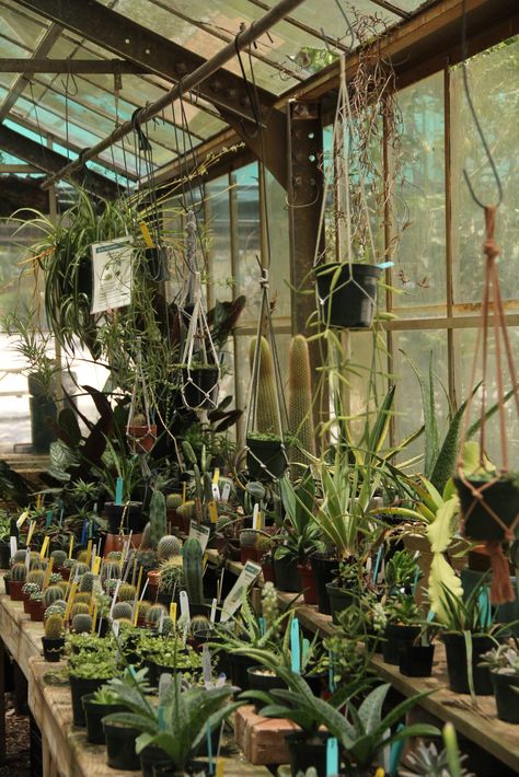 Plant Person Aesthetic, Plant Scientist Aesthetic, Plant Shop Aesthetic Vintage, Plant Science Aesthetic, Plant Core Aesthetic, Herbology Garden, Plant Magic Aesthetic, Steampunk Botanist, Horticulture Aesthetic