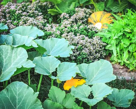 Permaculture Food Forest Edible Garden: Permaculture Gardening - Forest gardens are the best, most hands-off way to grow your own food. Learn about forest or woods gardening design and ideas for your own backyard permaculture layout. small backyard forest garden ideas | backyard food forest garden | permaculture garden layout Oklahoma Garden, Pumpkins Growing, Vegetable Marrow, Pumpkin Growing, Permaculture Farming, Growing Beans, Companion Gardening, Planting Pumpkins, Growing Tomatoes In Containers