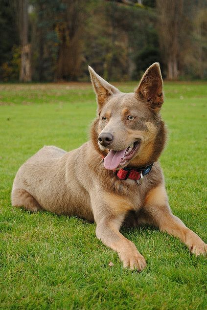 Australian kelpie; High energy; non AKC; Low grooming; 10-14 life span; 25-45lbs; Task/exc driven Kelpie Dog, Australian Kelpie Dog, Every Dog Breed, Australian Kelpie, Australia Animals, Herding Dogs, Australian Shepherds, Beautiful Dog, West Highland Terrier