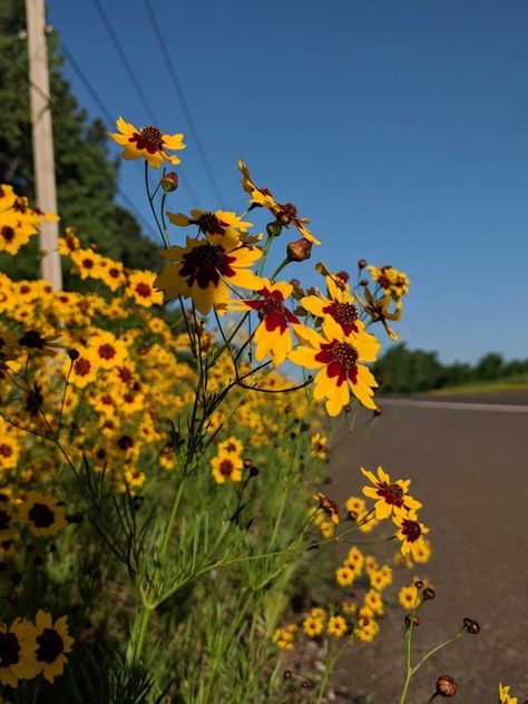 Oklahoma Wildflowers: Visiting the flyover state in spring Oklahoma Flowers, Oklahoma Wildflowers, Oklahoma Waterfalls, Pictures Of Fall, Playlist Photos, Oklahoma Photography, Fly Catcher, Crafts Spring, Grow Wildflowers