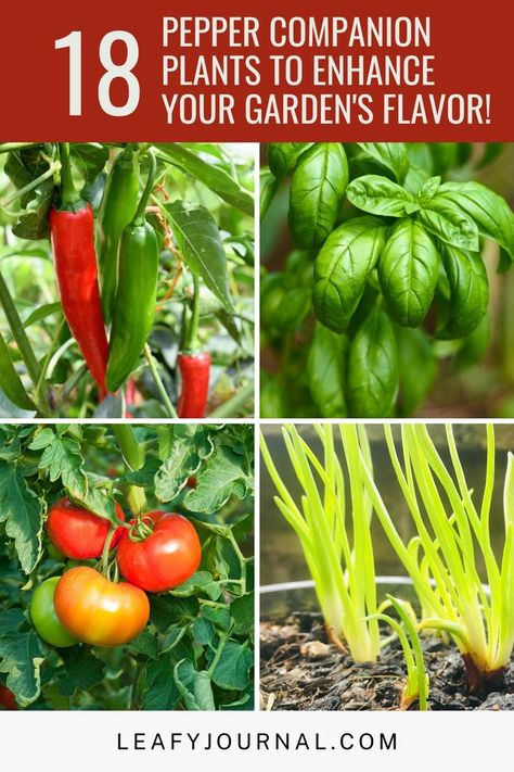 Bio Dynamic Gardening, Companion Plants For Vegetable Garden, Bell Pepper Gardening, Vegetable Garden Design Layout Companion Planting, Jalapeno Companion Planting, Pepper Garden Layout, Pepper Garden Ideas, Companion Vegetable Garden Layout, Planting Peppers In Garden