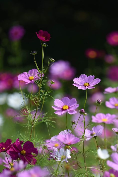 2018/10/17 cosmos (10) | mayumi k | Flickr Cosmos Leaves, Cosmos Painting Flower, Cosmos Aesthetic Flower, Cosmos Flowers Garden, Wild Cosmos, Cosmos Jewelry, Cosmos Painting, Garden Cosmos Flower, Purple Cosmos Flower