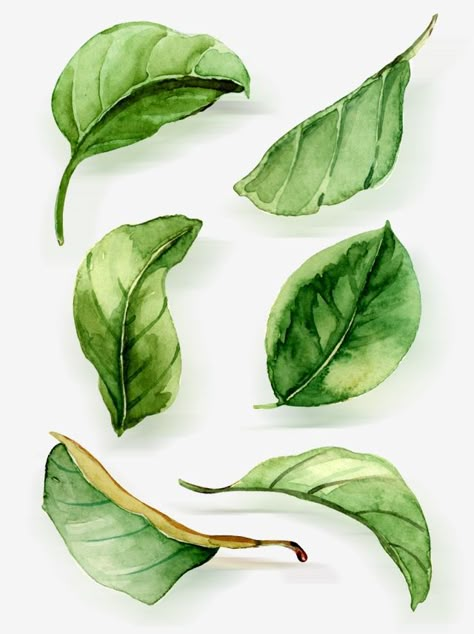 watercolor clipart,leaf,green leaf,lacewatercolor,hand,decorate,green,Watercolor clipart,leaves clipart Leaves Drawing Watercolor, Foliage Drawing Leaves, How To Paint Leaf, Different Leaves Drawings, Water Colour Leafs, Green Leaf Art, How To Paint Leaves Watercolor, Painting Leaves Watercolor, Watercolor Leaves Painting