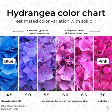 Types Of Hydrangeas, Hydrangea Colors, Hydrangea Care, Growing Hydrangeas, Hydrangea Garden, Hydrangea Not Blooming, Hydrangea Macrophylla, Planting Hydrangeas, Hydrangea Purple