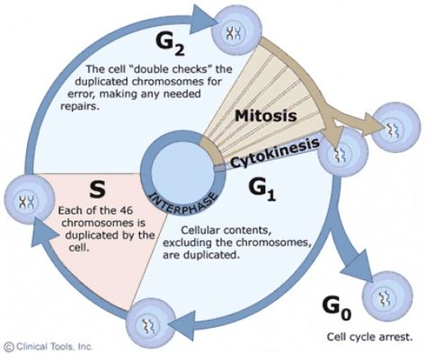 An overview of the somatic cell cycle. As can clearly be seen, mitosis occupies only a small percentage of this cycle Dream Doctor, Mitosis And Meiosis, Nuclear Membrane, Somatic Cell, Eukaryotic Cell, Study Biology, Biology Classroom, Cell Cycle, Ap Biology