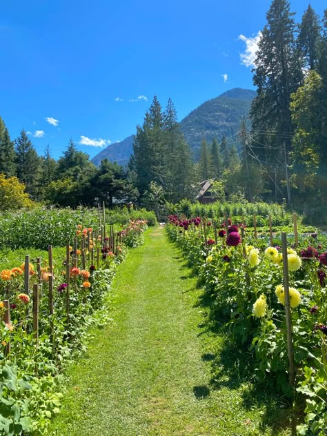 Medicinal Garden, Lions Gate, Future Farms, Farm Lifestyle, Garden Kit, Countryside House, What Inspires You, Flower Farm, Future Life