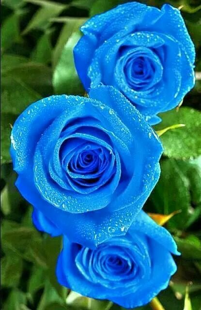 Gorgeous Blue Roses Wallpaper, Rose Seeds, Rose Bleu, Rare Flowers, Beautiful Flowers Wallpapers, Beautiful Rose Flowers, Beautiful Flowers Pictures, Rose Wallpaper, Flowers Garden