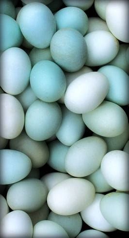 Robin Blue Aesthetic, Bittersweet Memories, Duck Egg Blue Colour, Robin Eggs, Shades Of Blue Green, Robin Blue, Different Shades Of Blue, Robin Egg Blue, Blue Cottage