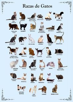 Gato Munchkin, Toyger Cat, Funny Cat Jokes, Spiritual Garden, Tattoo Plant, Japanese Bobtail, Selkirk Rex, Cute Cat Memes, Cat Personalities