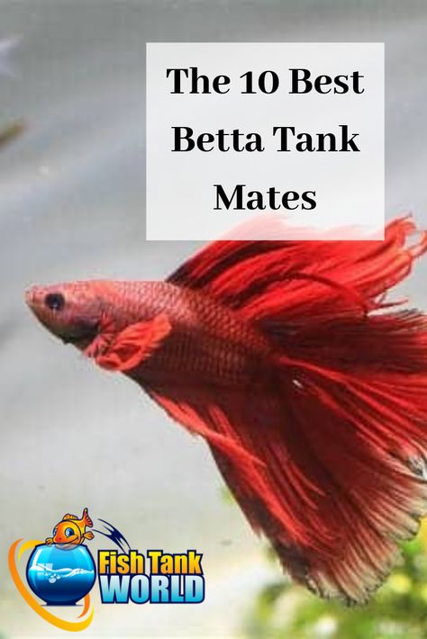 Betta Tank Mates: The 10 Best Companions for Your Betta Fish Fish Compatible With Betta, What Can Live With Beta Fish, Beta Tank Mates, Betta Fish Tank Decorations, Live Plant Betta Tank, Fish That Can Live Together In A Tank, Betta Tanks Ideas, Plants For Beta Fish Bowl, 10 Gallon Betta Tank Ideas