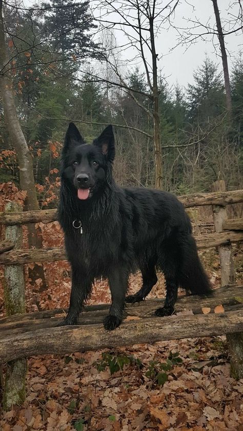 Cute Dog, beautiful Dog Pet Breeds, Family Pets, German Shepherd Dog, Working Dogs, Dog Training Tips, Black Dog, Shepherd Dog, Training Tips, New Puppy