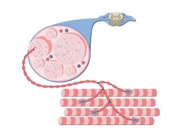 Skeletal Muscle Anatomy, Muscle Physiology, Neuromuscular Junction, Volunteer Activities, Muscle Anatomy, Muscle Contraction, Skeletal Muscle, Grade 6, Skeletal