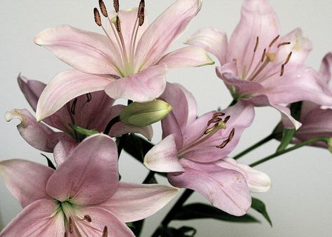 Pink Lilies by jessenialynel, via Flickr Pink Lily Flower Aesthetic, Stargazer Lily Aesthetic, Lilies Flowers Aesthetic, Bloom Aesthetic, Lilies Flowers, Pink Lilies, Stargazer Lily, Fashion Office, Nothing But Flowers