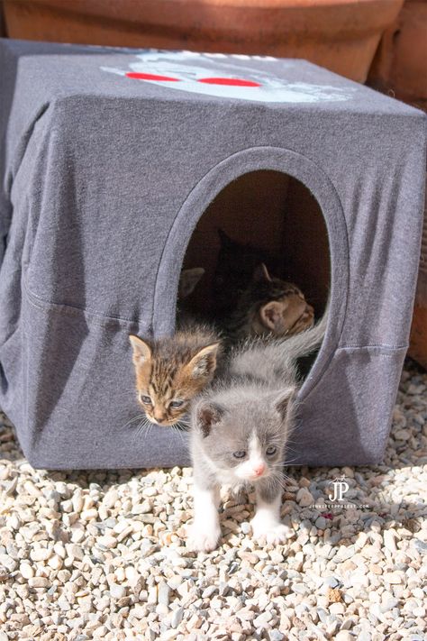 Baby Kitties!! How to make a cheap DIY cat house using a t-shirt and a box. Your kitties will love this. This is a perfect playhouse for kittens or adult cats alike using an upcycled box. PLUS how a t-shirt can help you "save the kitties". #SmartFunDIy #Cats #Cathouse #Catlover #Kittens #Kitties #cat #CrazyCatLady #TShirt #DIY #Box #shirts #Upcycled Cat House Plans, Outdoor Cat Shelter, Kat Diy, Chat Diy, Cardboard Cat House, Cat House Diy, Cat Tent, Diy Cat Toys, Outdoor Cat House