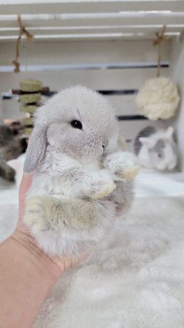 Blue Clover Rabbitry on Instagram: "Charlotte and Mr.Magoo's 3.5 week old holland lops!" Mini Lop Bunny, Bunny Breeds, Adorable Rabbits, Mini Lop Bunnies, Tiny Baby Animals, Lop Bunnies, Holland Lop Bunnies, Lop Bunny, Rabbit Stuff