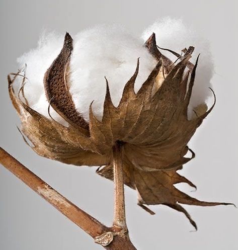 Cotton Bolls, Cotton Boll, Cotton Fields, Cotton Plant, Cotton Flower, Farmhouse Art, Product Shoot, Organic Clothing, Seed Pods