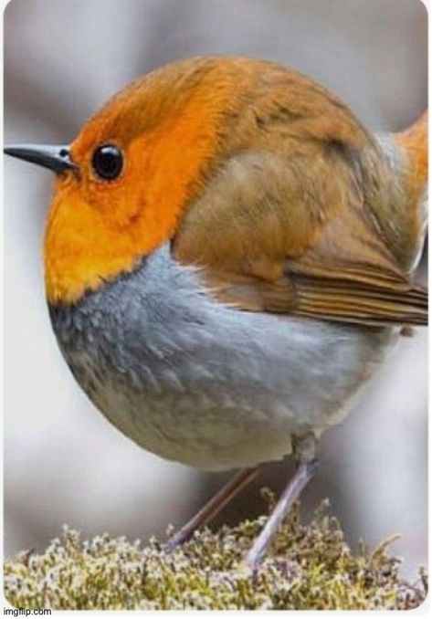 Canadian Rounder Baby Robin, Amazing Birds, Most Beautiful Birds, Cute Bird, Robin Bird, Kinds Of Birds, Rare Birds, Funny Birds, Nature Birds