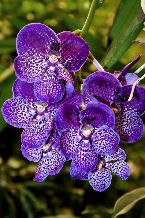 Orchid, Vanda, Exotic, Color, Flower, Plant, Tropical Growing Hibiscus, Orchid Photography, Vanda Orchids, Hibiscus Plant, Exotic Orchids, Orchids Garden, Flowers Clipart, Unusual Flowers, Orchid Plants