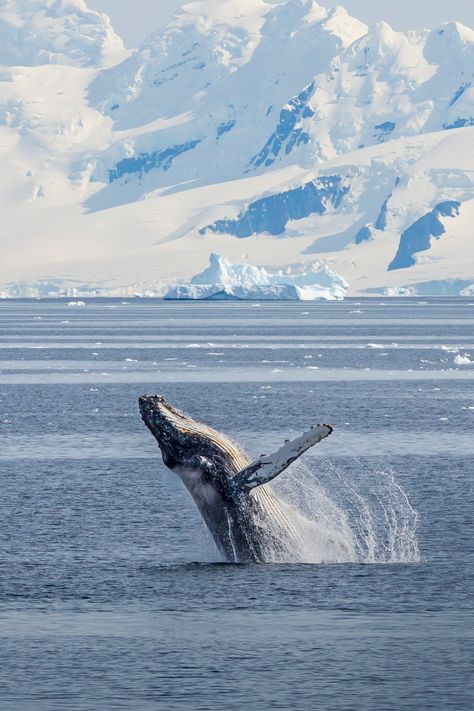 Arctic Explorer Aesthetic, Antartica Aesthetic, Antartica Animals, Whales Aesthetic, Antartica Cruise, Antarctica Aesthetic, Arctic Aesthetic, Arctic Photography, Travel Antarctica