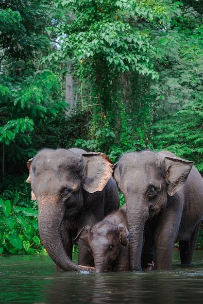 Elephants In Water, Elephant Photos Photography, Cool Animal Photos, Wild Animals Photography Wildlife Nature, Wild Animal Photography, Thai Elephant Art, Indian Elephant Photography, Cute Baby Animals Pictures, Elephants Aesthetic