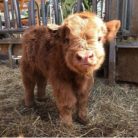 Brown Cow, Baby Cow, Cow, On Instagram, Instagram