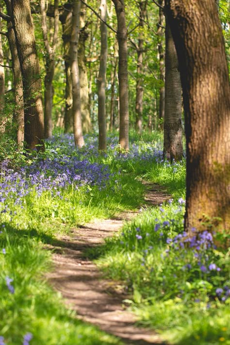 Winding Path - Sunlit path head winding through the trees and bluebells in Southwick Wood. Paths Through The Woods, Garden Reference Photo, Woods Picture Ideas, Path Drawing Ideas, Scenery Reference Photos, Path In Woods, Flowers In The Woods, Tree Lined Path, Spring Landscape Photography