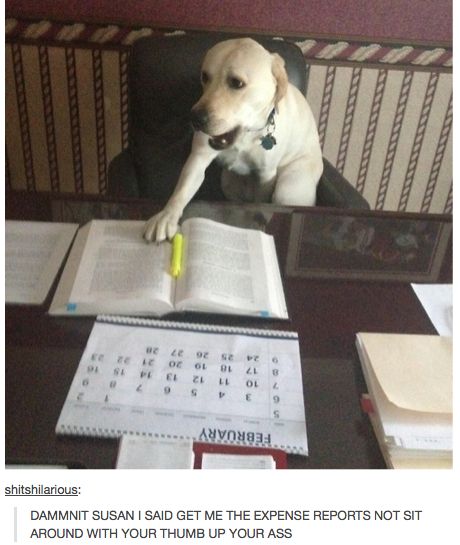 23 Times Tumblr Had Us In Stitches - Wow Gallery Dog Shaming, Animal Study, Silly Dogs, Labrador Puppy, Silly Animals, Funny Animal Pictures, Animal Memes, Funny Dogs, Animal Pictures