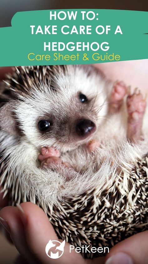 If you are looking to adopt a fun and unconventional pet, consider a hedgehog if they are legal in your state. Hedgehog Facts, Hedgehog Care, Hedgehog Pet, A Hedgehog, Fact Sheet, Hedgehogs, Now And Then, Cute Little Animals, How To Take