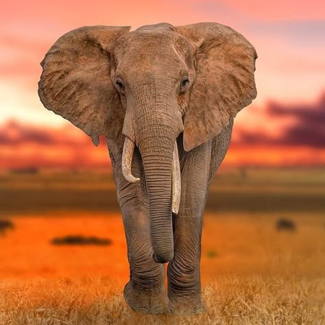 African Animals Photography, Elephant Photo, Elephant Photography, Animals Tattoo, Tattoo Nature, Elephants Photos, Elephant Pictures, Wildlife Safari, Elephant Love