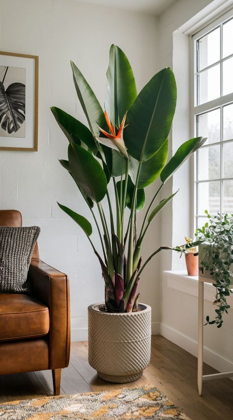 14 Best Houseplants for Your Living Room Large Birds Of Paradise Plant, Large Floor Plants Living Rooms, Big Plant In Living Room, Plants Aesthetic Decor, Beautiful Plants For Home, House Plants For Living Room, Tropical Plant Indoor, House Plants Philodendron, Modern House Plants Indoor