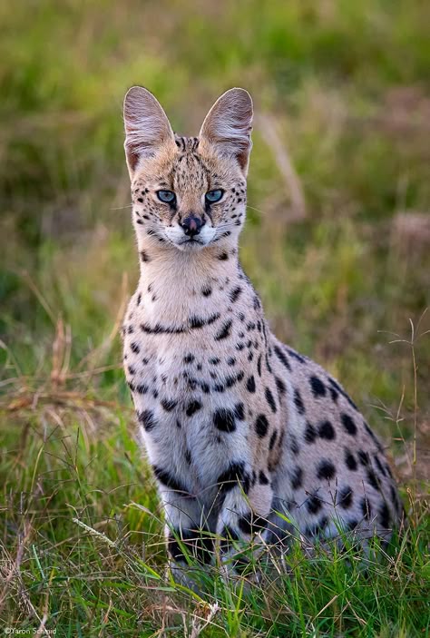 Amboseli Kenya, Serval Cat, African Cats, Big Cats Photography, Small Wild Cats, Serval Cats, Cat Species, Exotic Cats, Savannah Cat