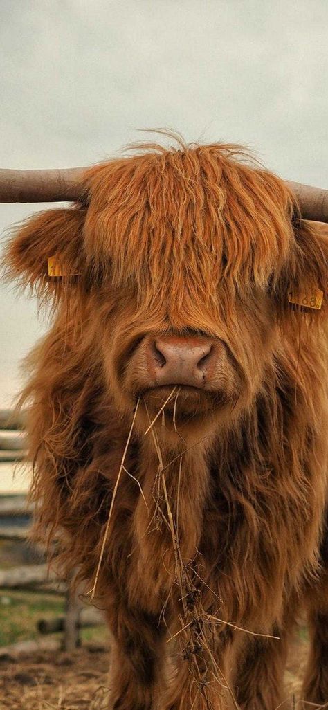 Highland Cow Wallpaper, Cow Wallpapers, Highland Cow Pictures, Highland Cow Painting, Cow Photography, Cow Wallpaper, Highland Cow Art, Cow Print Wallpaper, Halloween Wallpaper Backgrounds