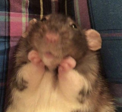 A Hamster, Kids Growing Up, Rats, Growing Up, So Cute, On Instagram