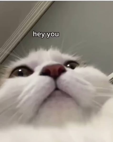 22:07 on Twitter: "Aww 🥺… " Cat Meme, Funny Reaction, Wholesome Memes, Funny Reaction Pictures, Cute Memes, Reaction Pics, Reaction Pictures, Cat Memes, Mood Pics