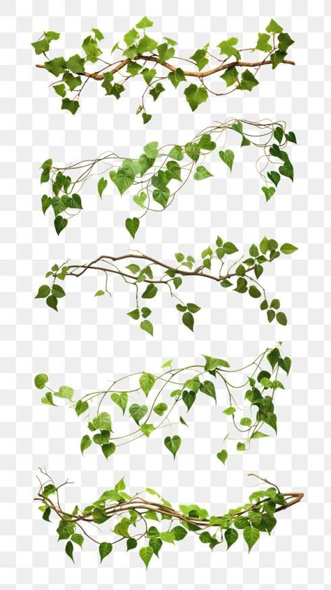 Rawpixel Background, Vines Png, Vines Aesthetic, Plant Png, Leaves Png, Collage Pics, Png Elements, Element Design, Sticker Png