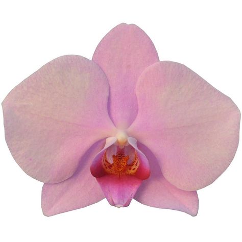 All Posts • Instagram Orchid Drawing, Plant Fungus, Flower Icons, Nothing But Flowers, Pink Orchids, Flower Therapy, Arte Inspo, Pretty Plants, Beautiful Flowers Pictures