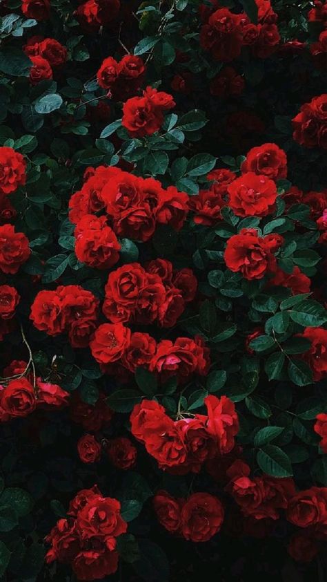 Wallpaper Bunga Iphone, Wallpaper Mawar, Bts Wallpaper Iphone, Wallpaper Iphone Roses, Wallpaper Rose, Red Roses Wallpaper, Rose Belle, Wallpaper Estetika, Floral Wallpaper Iphone