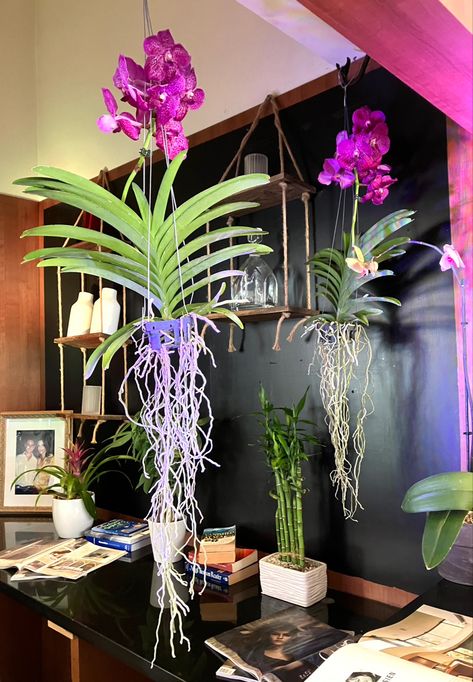 Vanda Orchid Hanging Ideas, Orchids Decor, Beautiful Planters, Hanging Orchid, Indoor Orchids, Plant Decor Ideas, Orchid Photo, Orchid Planters, Vanda Orchids