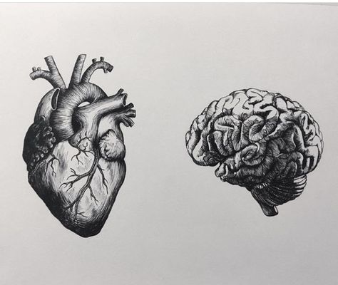 Brain Heart Illustration, Brain Heart Drawing, Brain Sketch Art, Brain And Heart Tattoo Design, Human Brain Tattoo, Heart And Mind Drawing, Brain Vs Heart Tattoo, Heart And Brain Drawing, Brain And Heart Drawing