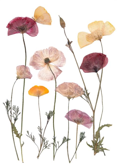 Pressed Flower Art Print Poppy Meadow Dried Flowers Background, Scanned Flowers, Pressed Flowers Aesthetic, Flowers For Collage, Jar Of Gratitude, Pressed Flower Paper, Flower Press Art, Flower Collage Art, Cloudy Eyes