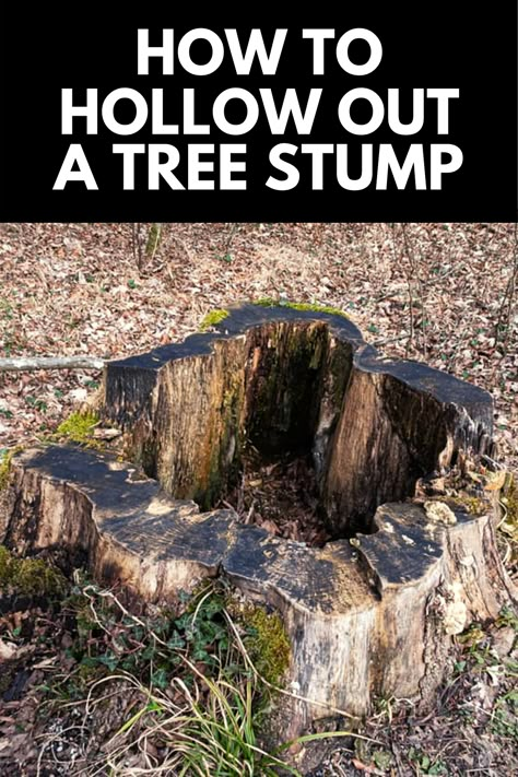 Tree Stump Killer, Tree Stumps Diy, Stump Garden, Stump Decor, Tree Stump Removal, Tree Stump Decor, Stump Planter, Flat Tree, Tree Stump Ideas