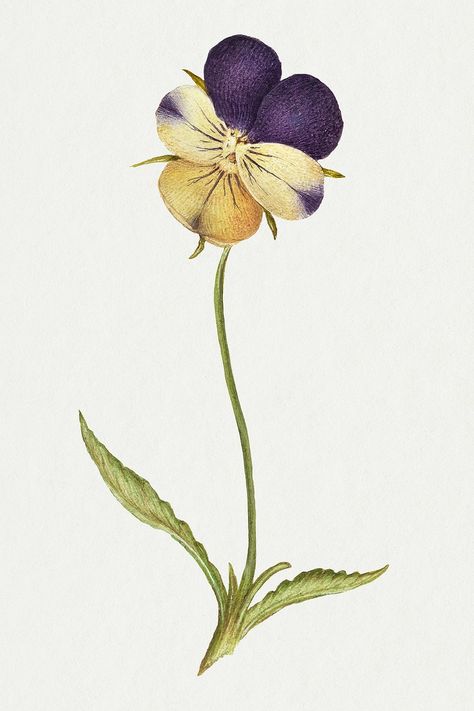 Pansy Botanical Illustration, Wild Pansy Tattoo, Pansy Flower Tattoo, Pansy Illustration, Pansy Art, Pansy Tattoo, Flower Bouquet Drawing, Wild Pansy, Watercolour Florals